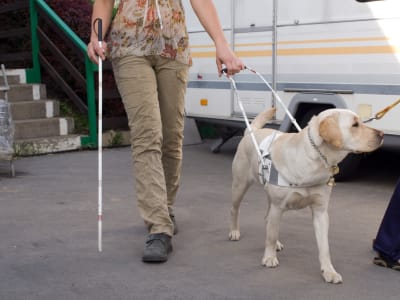 A blind woman walks with a cane beside a guide dog